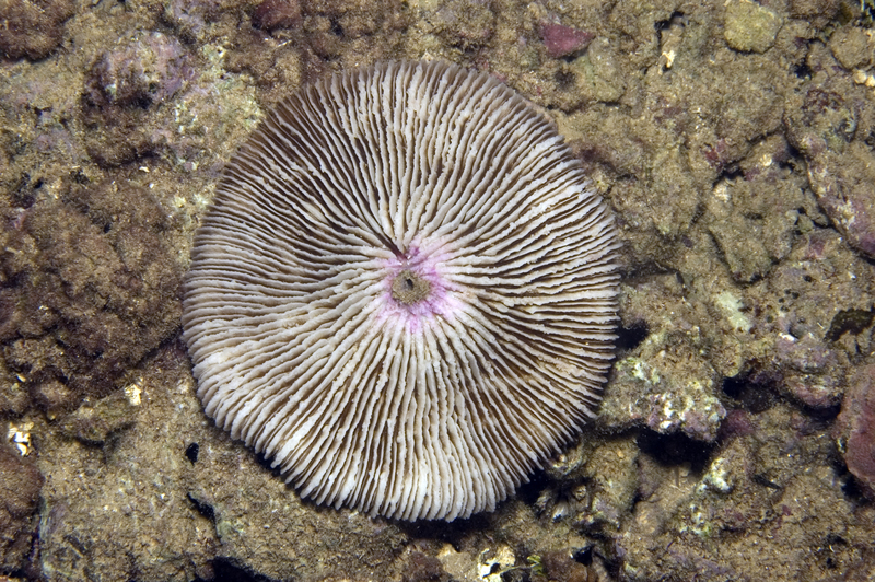 Fungia concinna